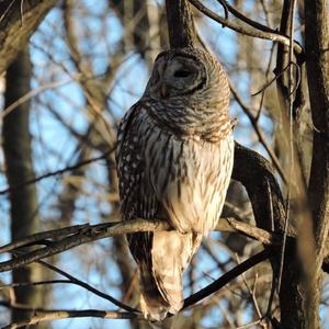 Barred Owl