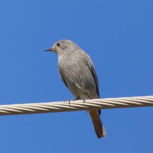 Black Redstart