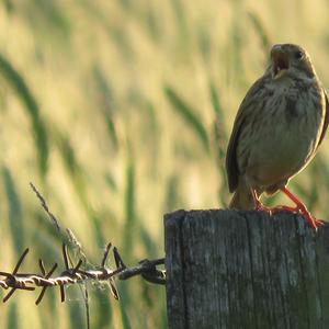 Corn Bunting