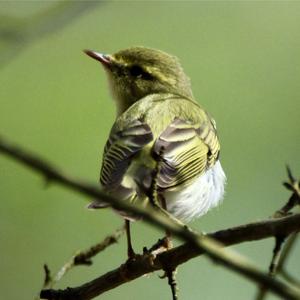 Wood Warbler