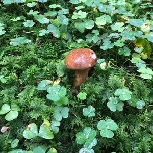 Bay Bolete