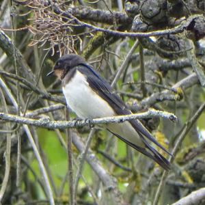 Barn Swallow