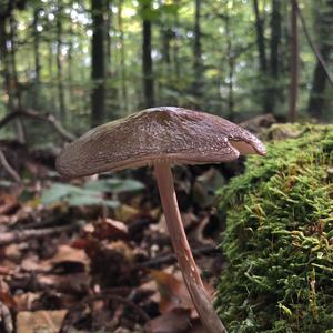 Fawn Mushroom