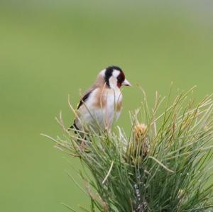 European Goldfinch