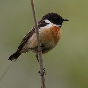 European stonechat