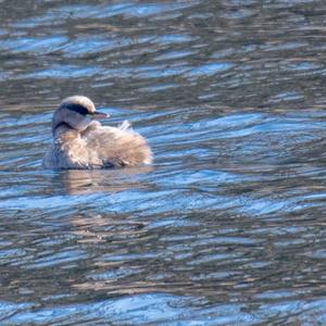 Little Grebe