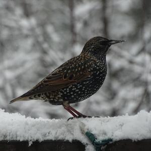 Common Starling