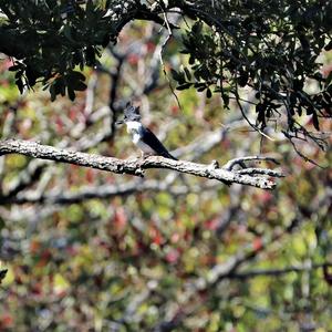 Belted Kingfisher