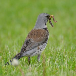 Fieldfare