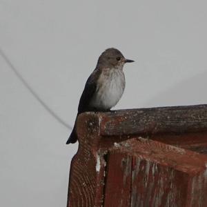 Spotted Flycatcher