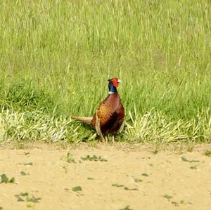 Common Pheasant