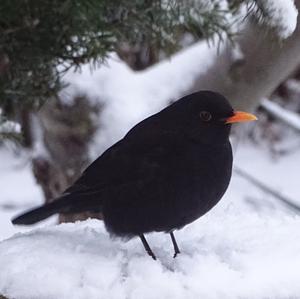 Eurasian Blackbird