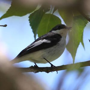 European Pied Flycatcher