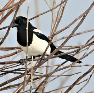 Black-billed Magpie