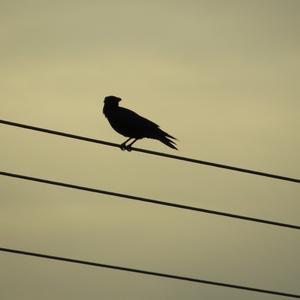 Carrion Crow