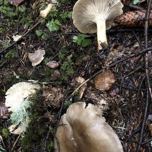 Fat-footed Clitocybe