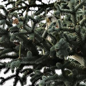 Common Kestrel