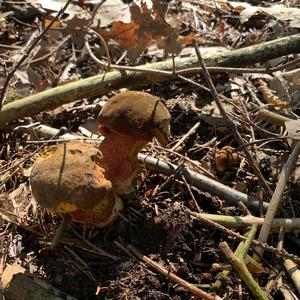 Dotted-stem Bolete