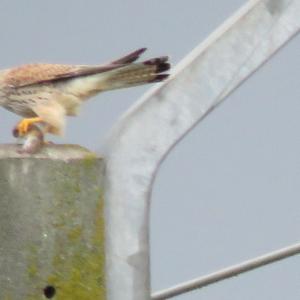 Common Kestrel