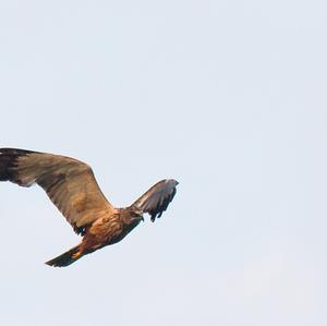 Western Marsh-harrier