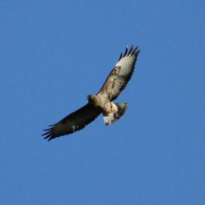 Common Buzzard