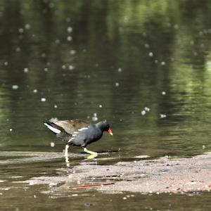 Common Moorhen