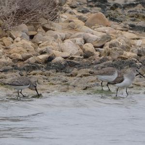 Dunlin