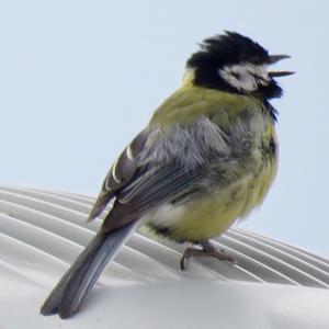 Great Tit