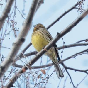 Yellowhammer