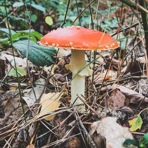 Fly Agaric