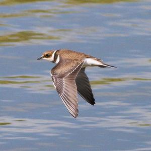 Little Ringed Plover