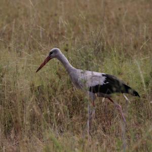 White Stork