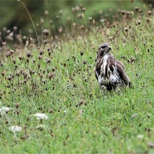 Common Buzzard