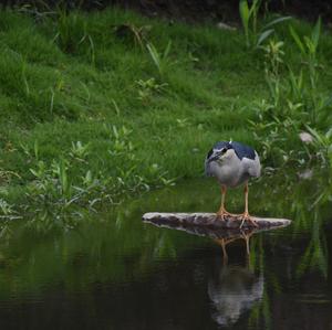 Black-crowned Night-heron