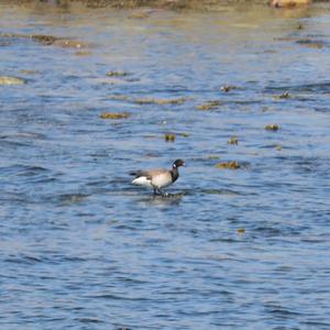 Brent Goose