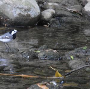 White Wagtail