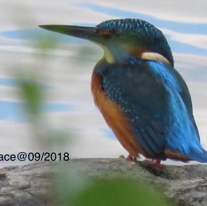 Common Kingfisher