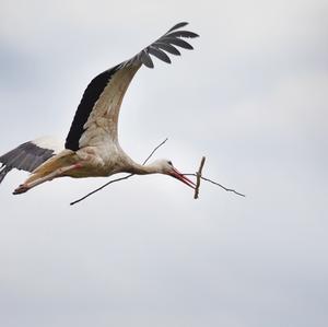 White Stork