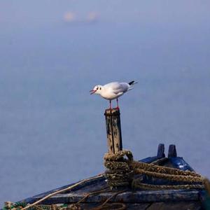 Black-headed Gull