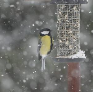 Great Tit