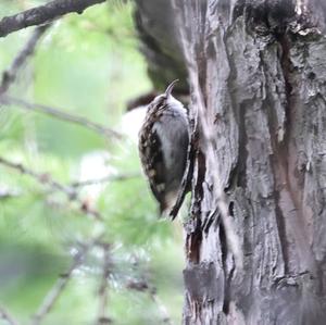 Eurasian Treecreeper