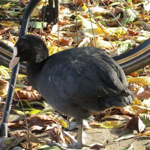 Common Coot