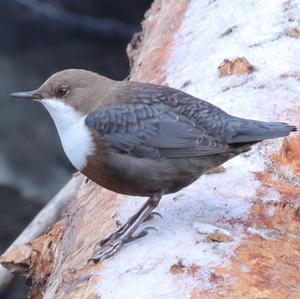 White-throated Dipper