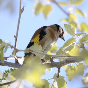 European Goldfinch