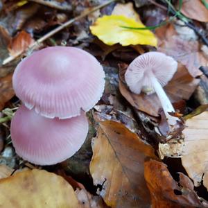 Pink Mycena