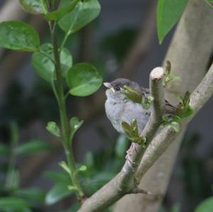 House Sparrow