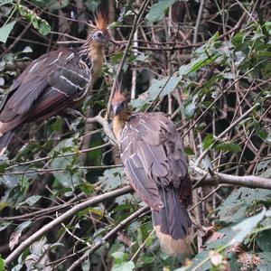 Hoatzin