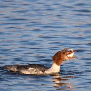 Common Merganser