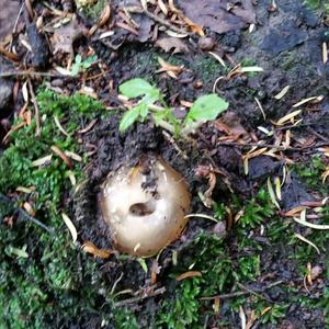 Stinkhorn, Common