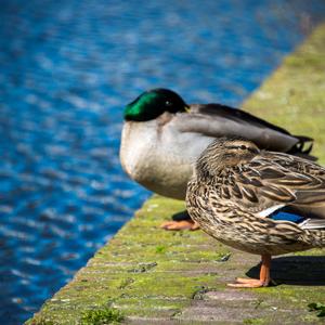 Mallard